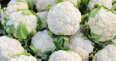 CYBEXIS Silver Cup 40 Cauliflower Variety500 Seeds Seed(500 per packet)