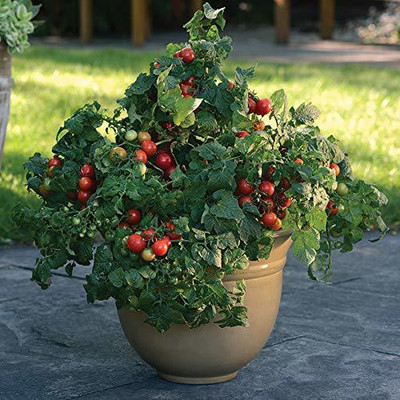 Qualtivate RED CHERRY TOMATO Seed(250 per packet)