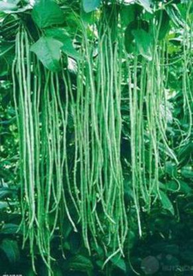 Imperiall Long Beans Seed(30 per packet)