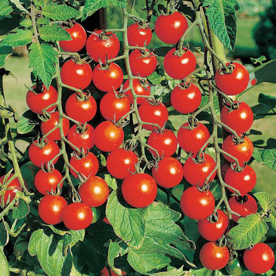 VibeX Tomato Seed(250 per packet)
