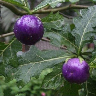 Qualtivate ® Purple Cherry Tomato Garden Organic Heirloom Fruit Seed(2500 per packet)