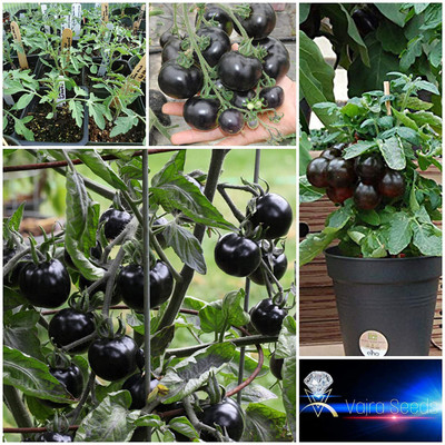 VibeX Tomato Seed(500 per packet)