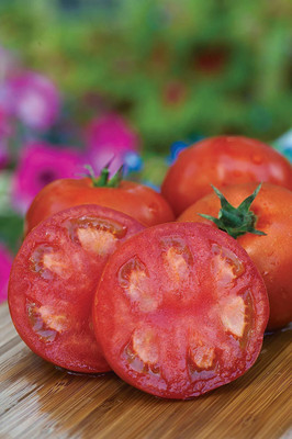 ActrovaX Tomato Seed(500 per packet)