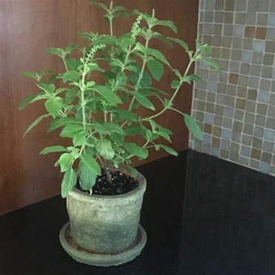 GreenyOn Tulsi Plant(Hybrid, Pack of 1)