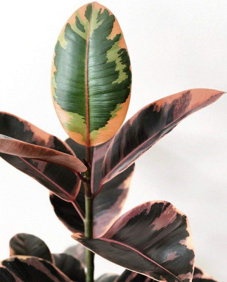 EZtect Rubber Tree(Hybrid, Pack of 1)