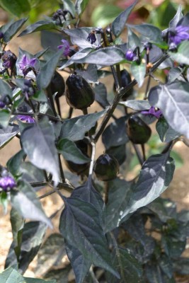 Biosnyg Chilli seeds Black Cobra Hot Pepper 1000 Seeds Seed(1000 per packet)