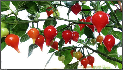 VibeX Capsicum Seed(150 per packet)