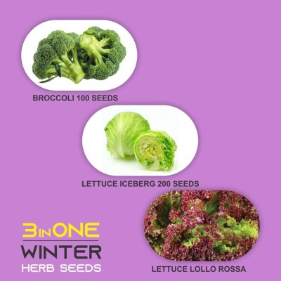 VibeX ® XXL-464-FARM SEEDS Hybrid Broccoli Seed(120 per packet)