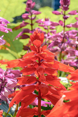 ME Traders Salvia Red Seed(26 per packet)