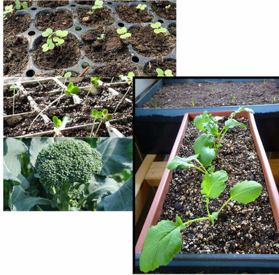 VibeX Broccoli Seed(120 per packet)