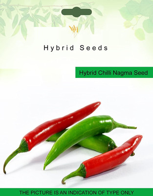 VibeX ® XX-33-Hybrid Chilli Nagma Seed Seed(60 per packet)