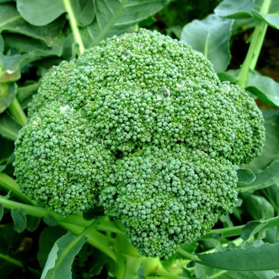 CRGO BROCCOLI Seed(20 per packet)