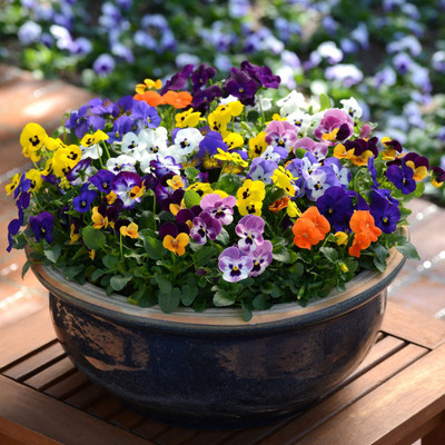 Paudha Viola Seed(39 per packet)