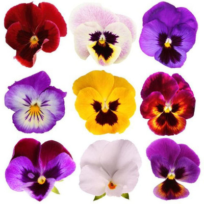 Paudha Viola Seed(39 per packet)