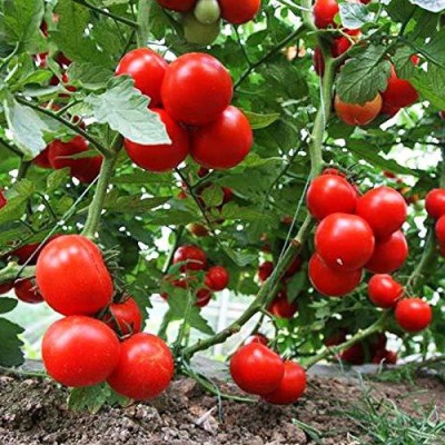 VibeX ® XL-268-Hybrid Cherry Tomato 1 Packet Seeds Seed(20 per packet)