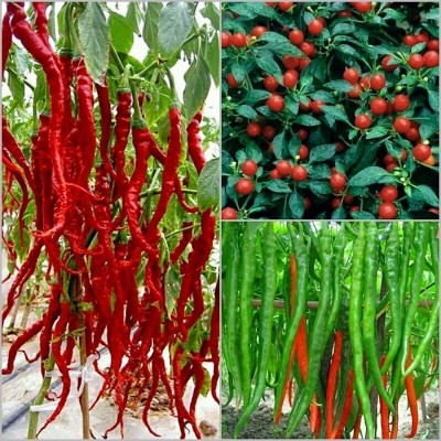 VibeX XX-310-Seeds Combo : Italian 20-30 cm long, cherry, green chilli Seed(500 per packet)