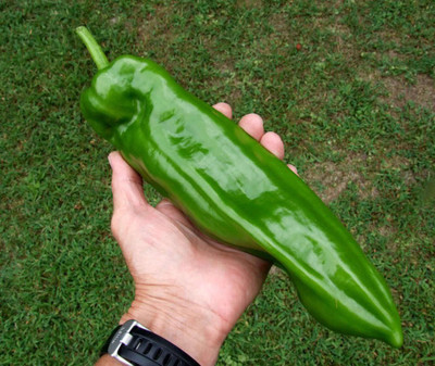 Qualtivate ™ PEPPER Large Sweet Italian Frying Capsicum Annuum Seeds Seed(100 per packet)