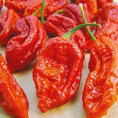 Jevik ™ CHILI PEPPER Bhut Jolokia- Naga Jolokia Garden Rare Giant Seed(40 per packet)