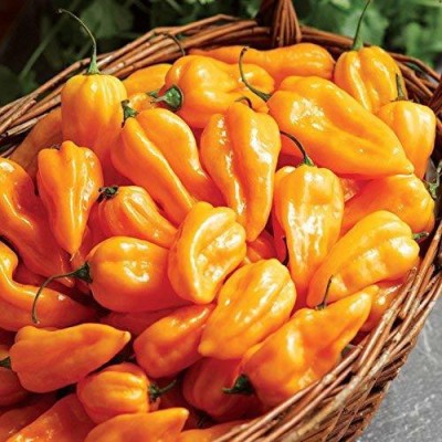 VibeX Chilli Seed(10 per packet)