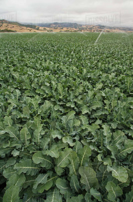 CRGO BROCCOLI Seed(5 per packet)