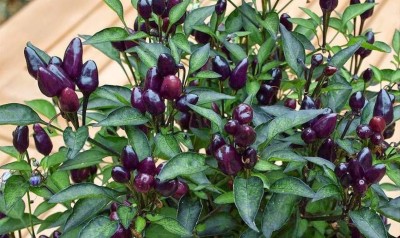 Biosnyg Black Prince Chilli Pepper Imported Seeds 10gm Seeds Seed(10 g)