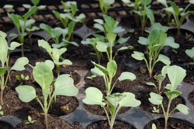 VibeX Broccoli Seed(175 per packet)