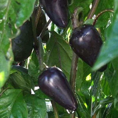 Qualtivate ™ Chilli seeds Black Cobra Hot Pepper Seed(40 per packet)