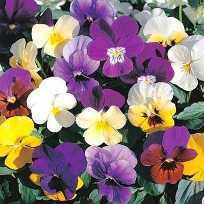 Paudha Viola Seed(25 per packet)