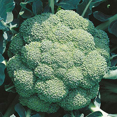 VibeX Broccoli Seed(75 per packet)