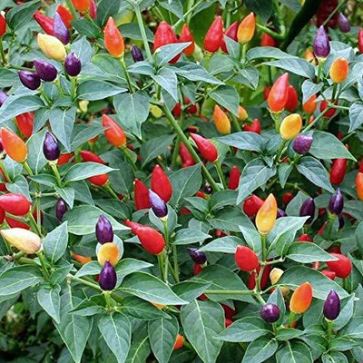 VibeX Chilli Seed(30 per packet)