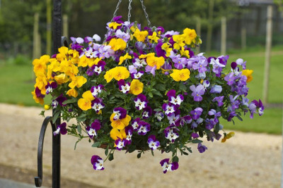 XOLDA Viola Seed(30 per packet)