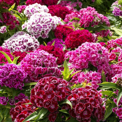 XOLDA Sweet William Seed(18 per packet)