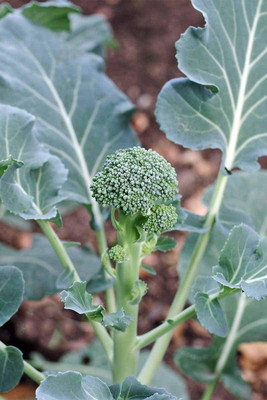 Qualtivate Broccoli Seed(5 per packet)