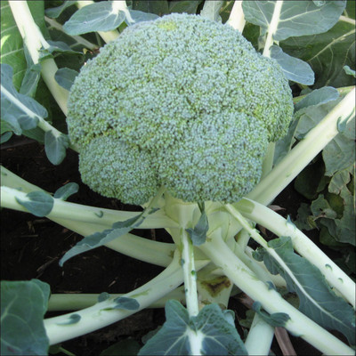VibeX VXI-36 - Broccoli Natalino Improved Organic - (1350 Seeds) Seed(1350 per packet)