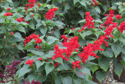 Paudha Salvia Red Seed(26 per packet)