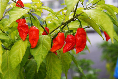 Qualtivate ™ Bhut Jolokia Pepper (Ghost Chilli) Seeds Seed(150 per packet)