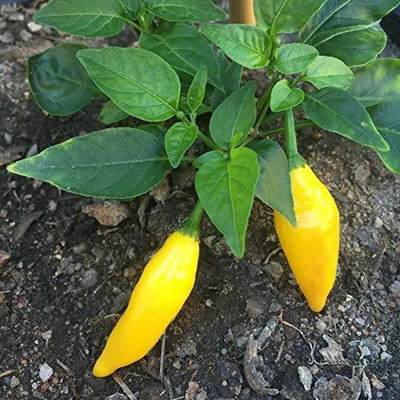 VibeX Chilli Seed(250 per packet)