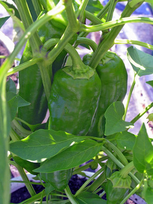VibeX Capsicum Seed(250 per packet)
