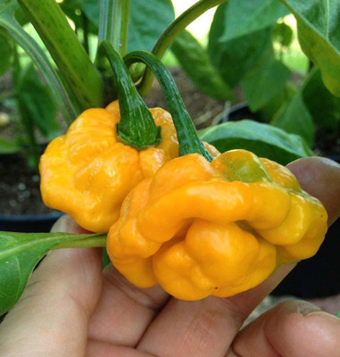 Qualtivate ™ Scotch Bonnet Yellow Chili Pepper Exotic Chilli Vegetable Seeds Seed(20 per packet)