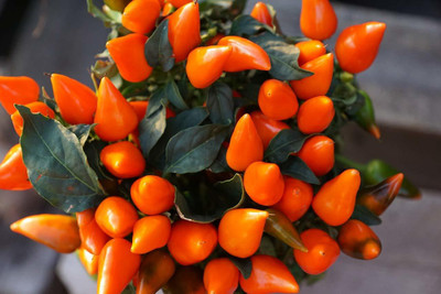 VibeX Chilli Seed(30 per packet)