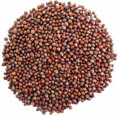VibeX Broccoli Seed Seed(200 per packet)