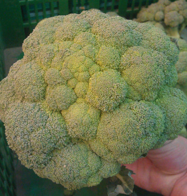 VibeX Broccoli Seed Seed(300 per packet)