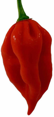 VibeX Naga Chilli Ghost Peeper World Hottest Chilli Seeds Seed(250 per packet)