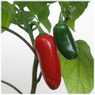 MKR Enterprises Chilli Seed(570 per packet)