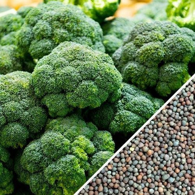 VibeX Broccoli Seed(125 per packet)