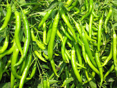 TRICONE Chilli Seed(185 per packet)