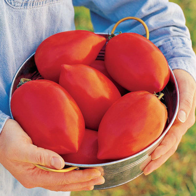 Qualtivate India 'Big Mama' Hybrid Large Red Paste Tomato Seeds Seed(500 per packet)
