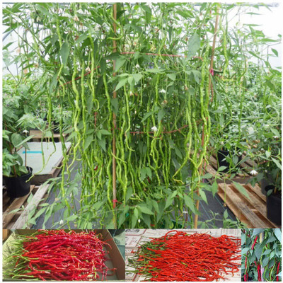 VibeX ® XX-1323-Thunder Mountain Longhorn Cayenne Heirloom Pepper Chilli Seed(30 per packet)