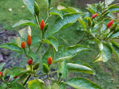 Qualtivate Chilli pepper Seed(120 per packet)