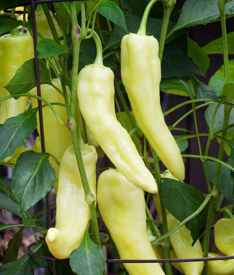 VibeX CAPSICUM Sweet Banana Chili Pepper Seeds Seed(20 per packet)